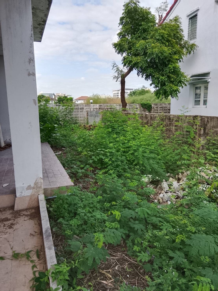 รับตัดหญ้าและตัดต้นไม้ - รับจ้างทำความสะอาดบ้านที่ถูกทิ้งร้าง - 3