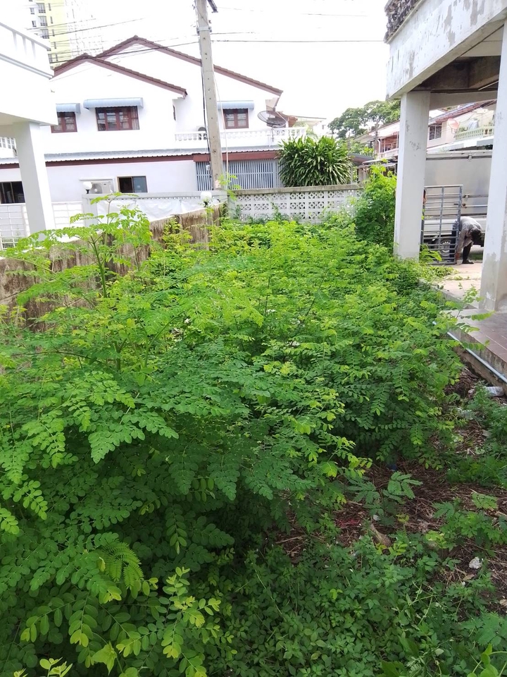 รับตัดหญ้าและตัดต้นไม้ - รับจ้างทำความสะอาดบ้านที่ถูกทิ้งร้าง - 6