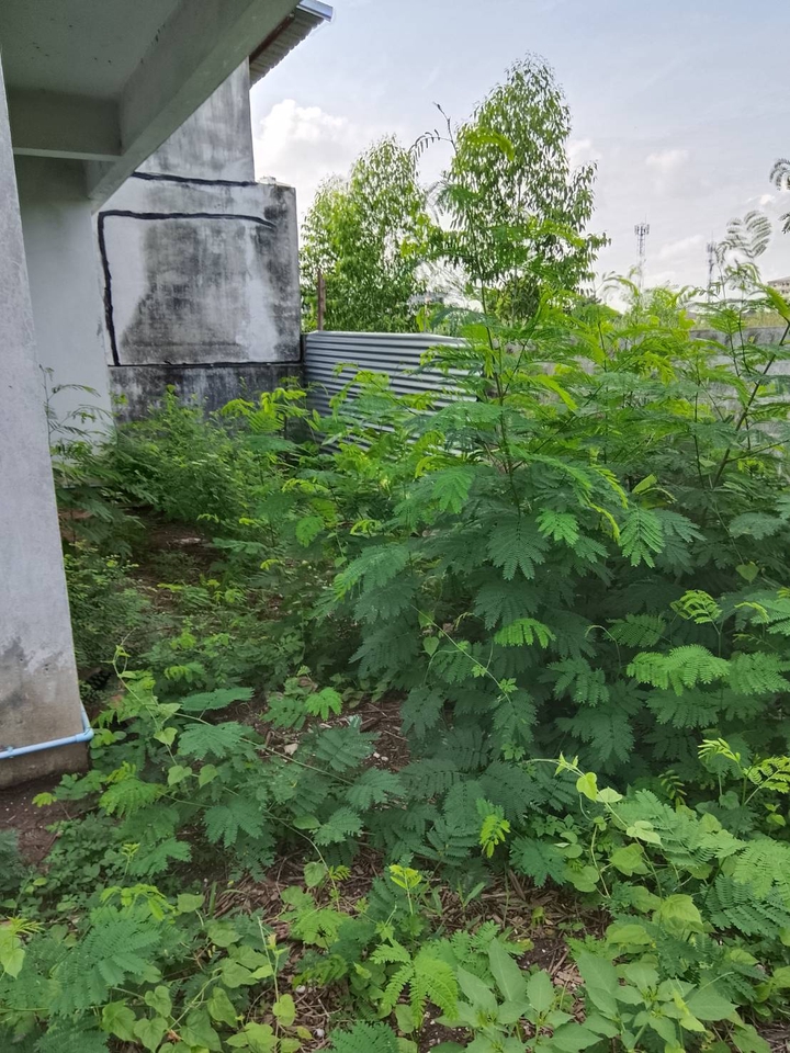 รับตัดหญ้าและตัดต้นไม้ - รับจ้างทำความสะอาดบ้านที่ถูกทิ้งร้าง - 4