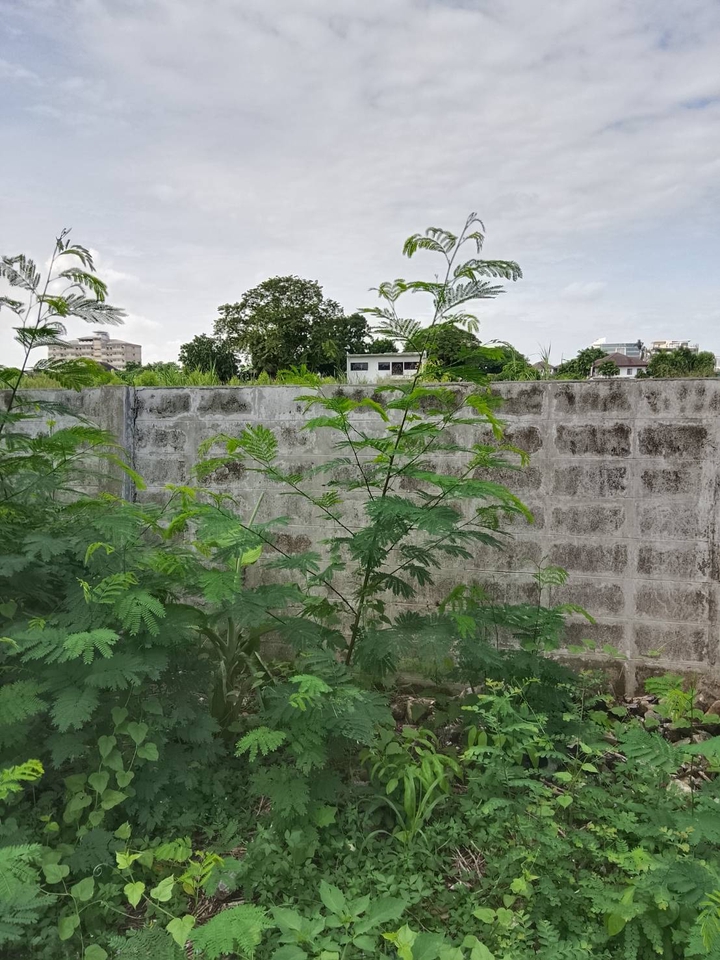 รับตัดหญ้าและตัดต้นไม้ - รับจ้างทำความสะอาดบ้านที่ถูกทิ้งร้าง - 5