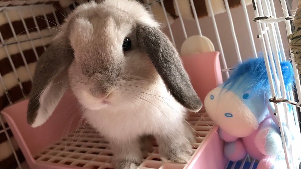 กระต่ายที่เจ้าของเลี้ยงเองค่ะ ไม่ใช่มือใหม่ มีประสบการณ์มากกว่า2 ปี