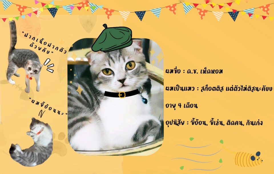 รับรีวิว ผลิตภัณฑ์สำหรับน้องแมว สามารถบรีฟงานได้ตามที่ลูกค้าต้องการ สามารถพูดคุยกันก่อนได้ค่ะ