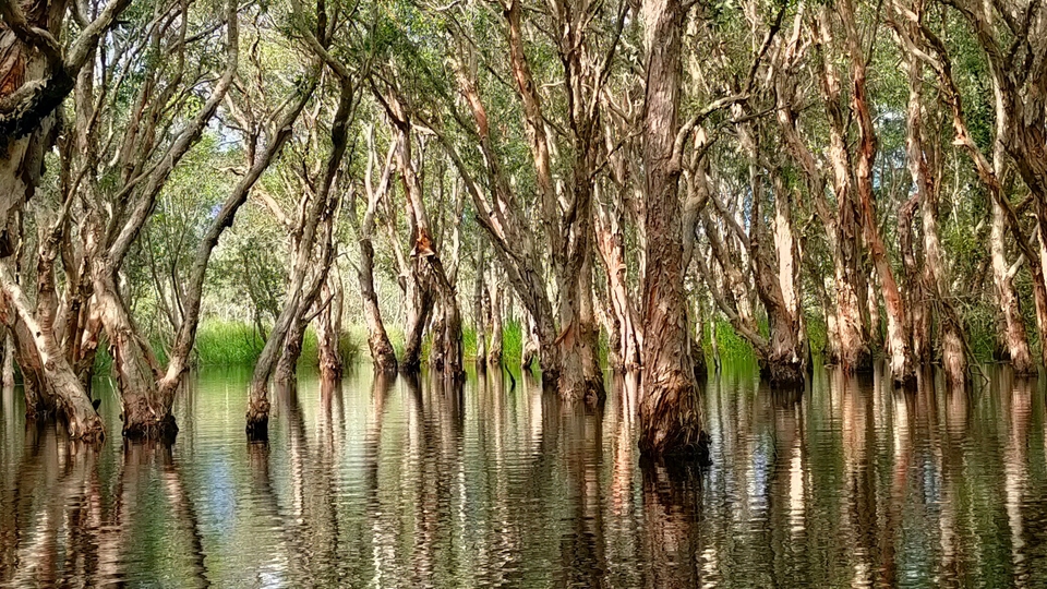 ป่าเสม็ดโบราณ