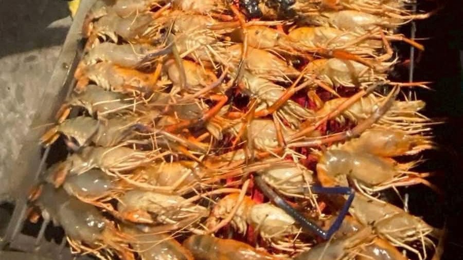 รับจ้าง ตกกุ้งแม่น้ำพร้อมเผาให้คุณกินส่งถึงที่บ้าน