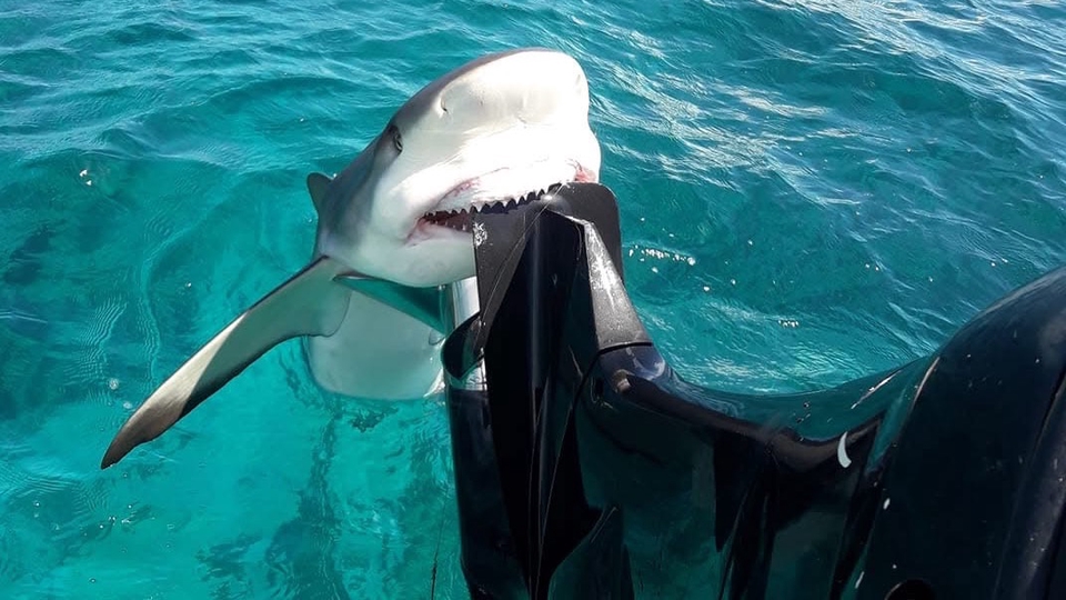 ฉลามมันชอบงับคุณ .