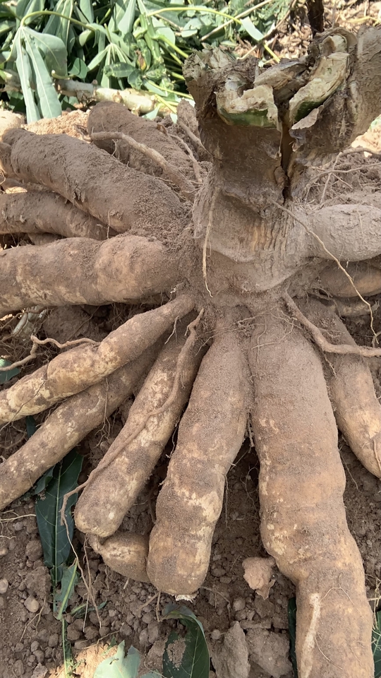 อื่นๆ - รับคุยให้คำปรึกษาการปลูกมันสำปะหลังและบำรุงจนถึงเก็บสำหรับมือใหม่ - 2