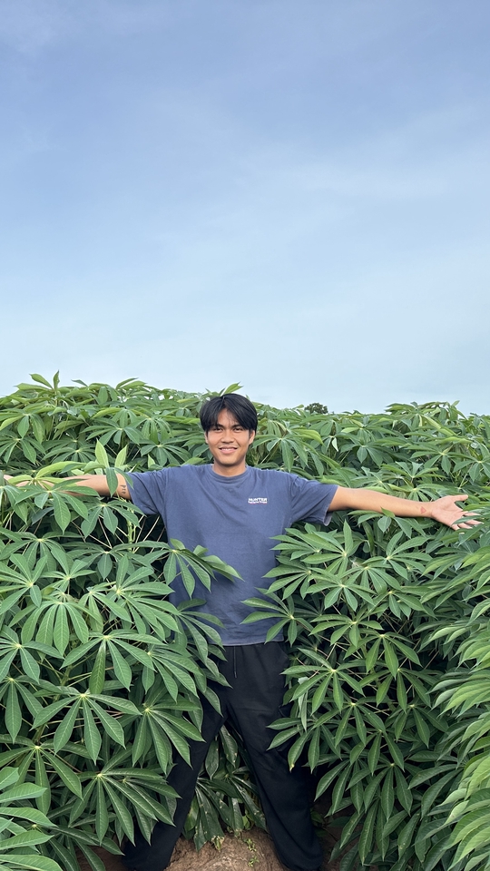 อื่นๆ - รับคุยให้คำปรึกษาการปลูกมันสำปะหลังและบำรุงจนถึงเก็บสำหรับมือใหม่ - 4