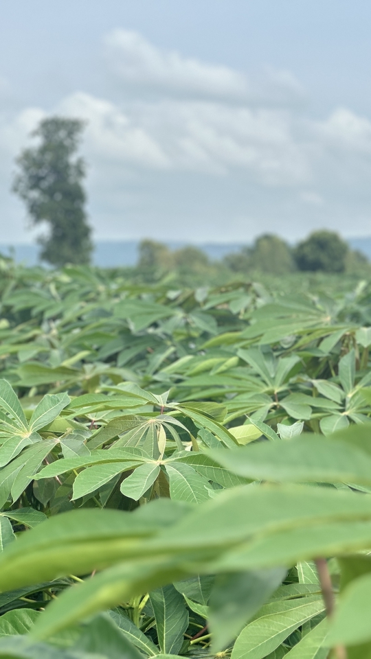 อื่นๆ - รับคุยให้คำปรึกษาการปลูกมันสำปะหลังและบำรุงจนถึงเก็บสำหรับมือใหม่ - 5