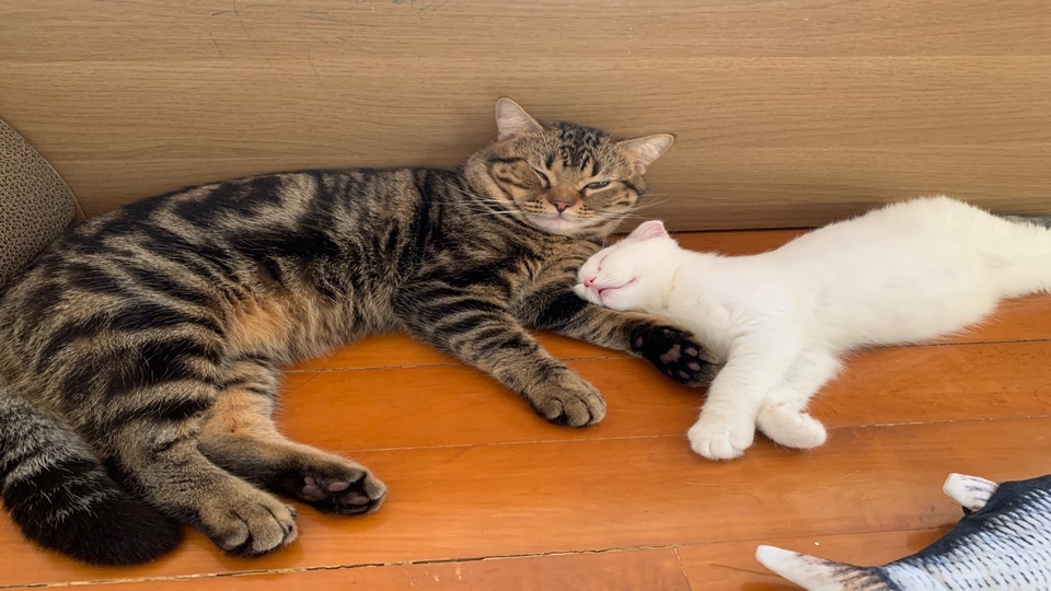 แมวที่เลี้ยงอยู่ปัจจุบัน