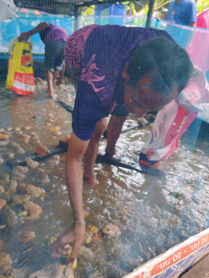 อื่นๆ - ให้คำปรึกษาด้านการเลี้ยงสัตว์น้ำจืด - 13