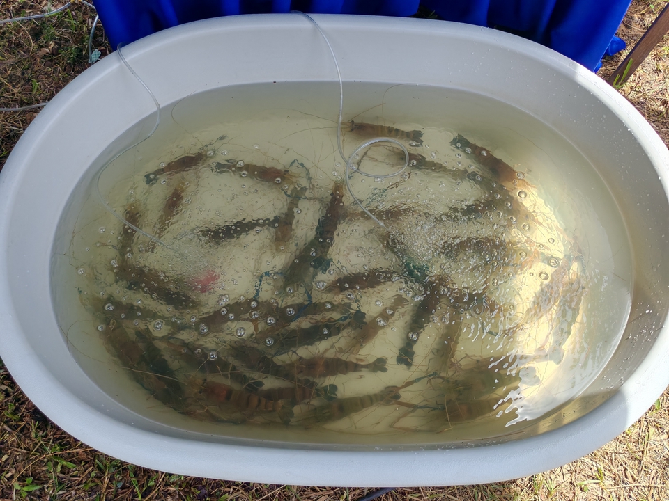 อื่นๆ - ให้คำปรึกษาด้านการเลี้ยงสัตว์น้ำจืด - 12