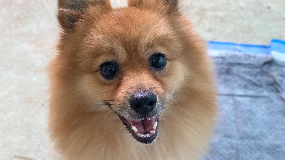 ดูแลน้องอย่างดีพาไปเดินเล่นพาไปอาบน้ำ 