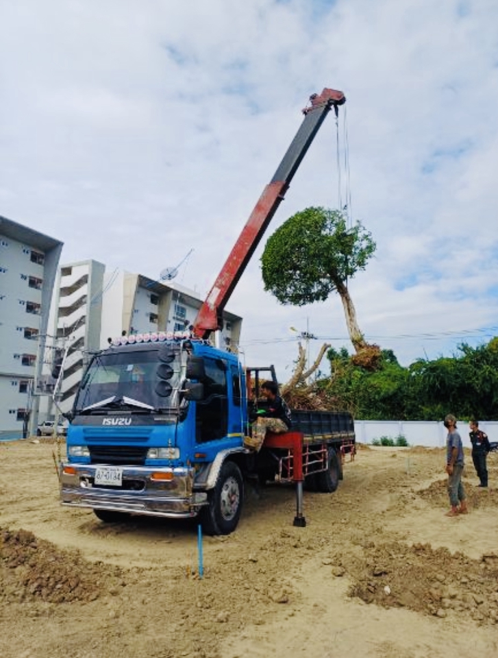 แม็กโครยกต้นไม้