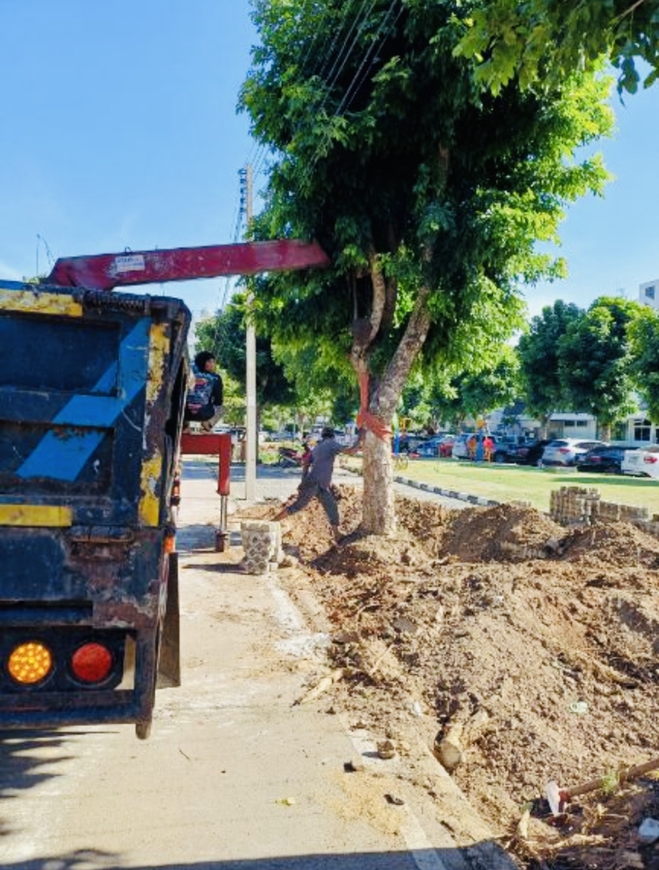 ยกต้นไม้