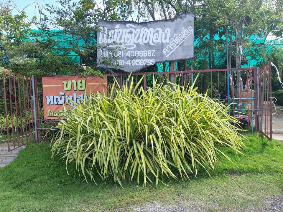 ร้านขายต้นไม้