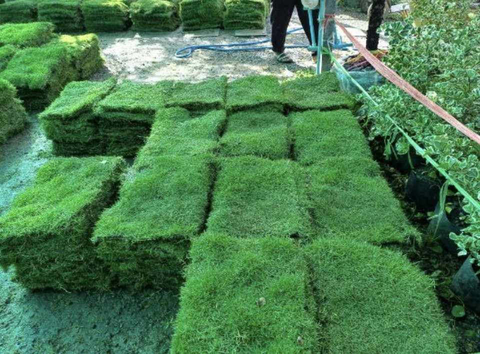 หญ้าปูสนาม