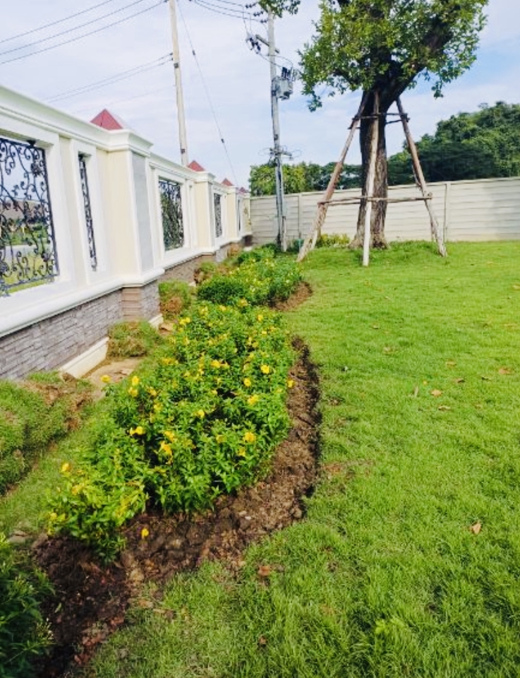 ปลูกต้นไม้