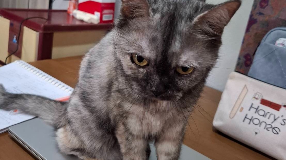 รับพิมพ์งาน รับคีย์ข้อมูล แมวทำงานที่โต๊ะ