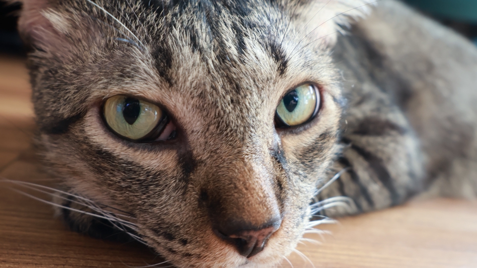 แมวสลิดหน้าตากวน