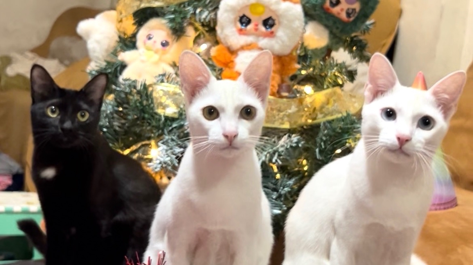 รับตัดต่อวีดีโอ งานแต่งงาน ถ่ายภาพโดรน วีดีโอพรีเซนเทชั่น