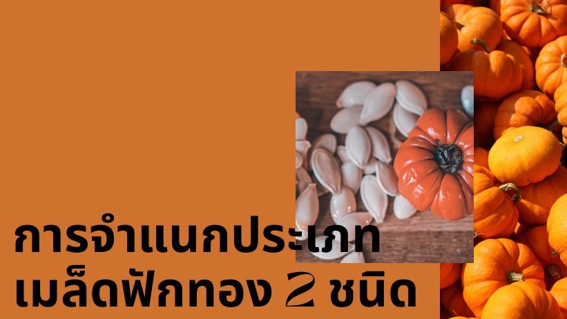 การจำแนกประเภทของเมล็ดฟักทอง 2 ชนิดด้วยวิธีที่เหมาะสมกับข้อมมูล ได้แก่ randomforest เเละ xGBoost