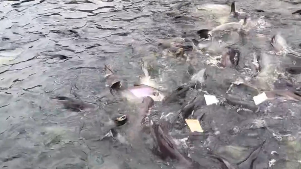 การให้อาหารปลาคือการ ให้ทาน และ อภัยทาน
ผลบุญคือ อายุยืน สุขภาพแข็งแรง จิตใจเมตตา และ ชีวิตราบรื่น