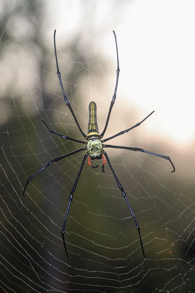 ช่างภาพมืออาชีพ ถ่ายภาพแมงมุมคุณภาพสูง