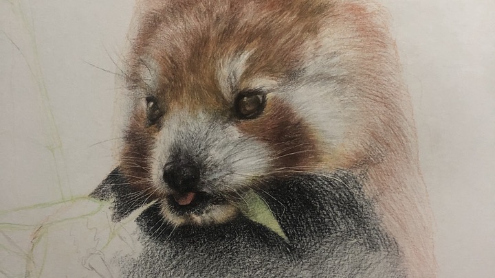 ภาพขณะทำงาน วาดแพนด้าแดงด้วยดินสอสีไม้