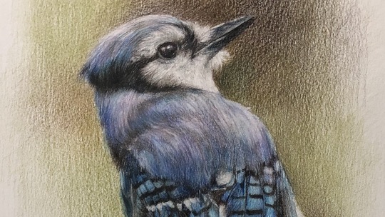 ภาพขณะทำงาน นกเจย์สีฟ้าด้วยดินสอสีไม้