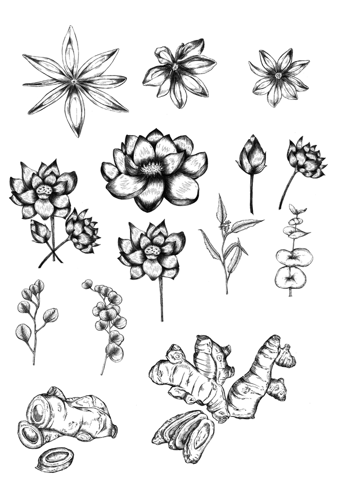 วาดภาพประกอบสมุนไพร ภาพประกอบดิจิตอล