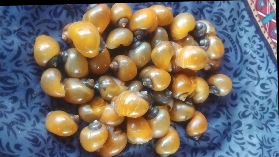 จำหน่ายหอยเชอรี่สีทอง
พ่อแม่พันธุ์
เนื้อหอย-แบบแกะ หรือไม่ แกะ ก็ได้
ยินดีให้คำปรึกษา การเลี้ยงน้อง