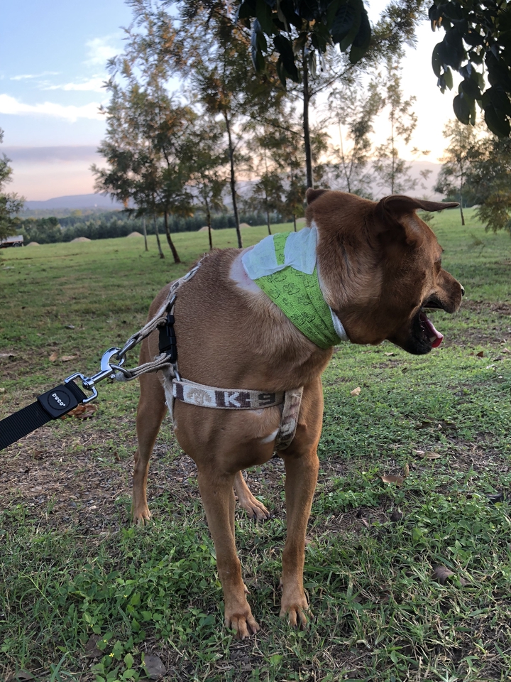 รับดูแลสุนัขหลังผ่าตัด ดูแลสัตว์เลี้ยงตามบ้าน  บริการพี่เลี้ยงสุนัข