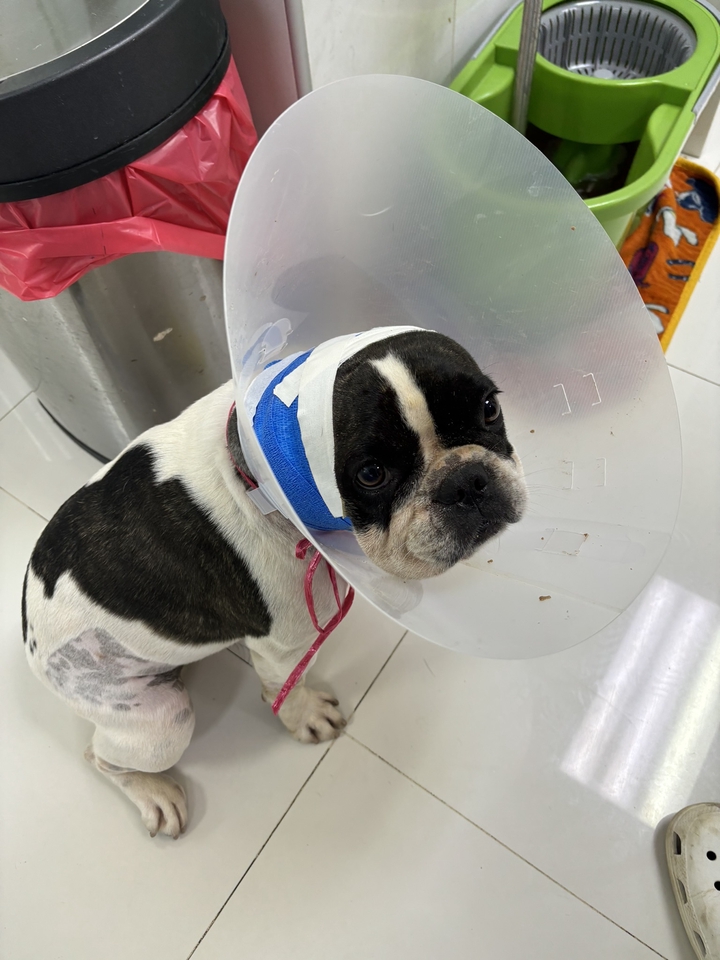 รับดูแลสุนัขป่วย ใส่ปลอกคอป้องกัน  บริการพี่เลี้ยงสัตว์