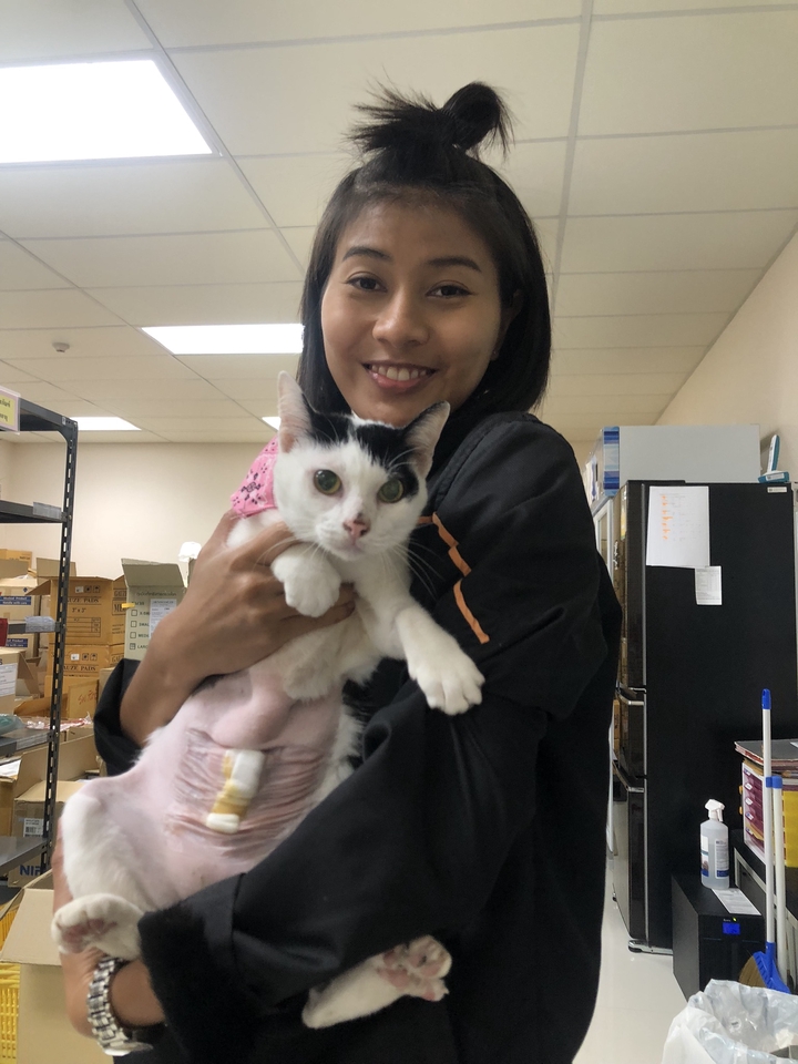 รับดูแลแมวป่วย บริการพี่เลี้ยงแมว ดูแลแมวที่บ้าน