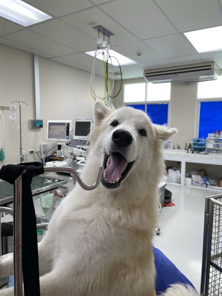 รับดูแลสุนัขป่วยที่บ้าน บริการพี่เลี้ยงสัตว์  ดูแลสัตว์เลี้ยง