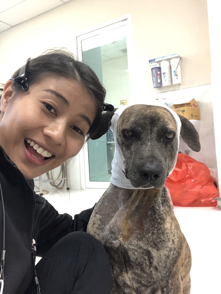 รับดูแลสุนัขป่วย ดูแลสัตว์เลี้ยงที่บ้าน พี่เลี้ยงสัตว์