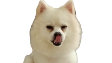 มันนี่ หมาขี้เล่น อารมณ์ดี ติดสกินชิพ เป็นน้องหมาห่วงของ 