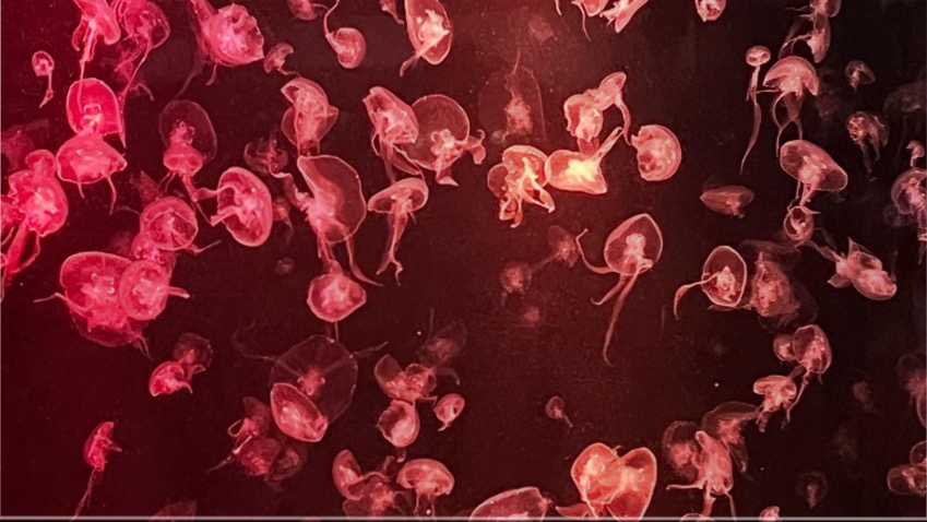 รับพิมพ์งานด่วน รับคีย์ข้อมูล ทำ excel รายงานวิจัย