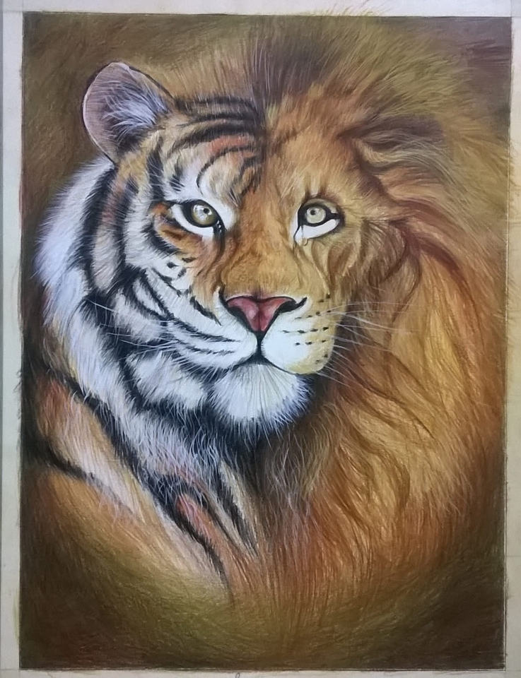 วาดภาพเหมือนสัตว์ เสือและสิงโต ภาพเหมือนสัตว์ป่า