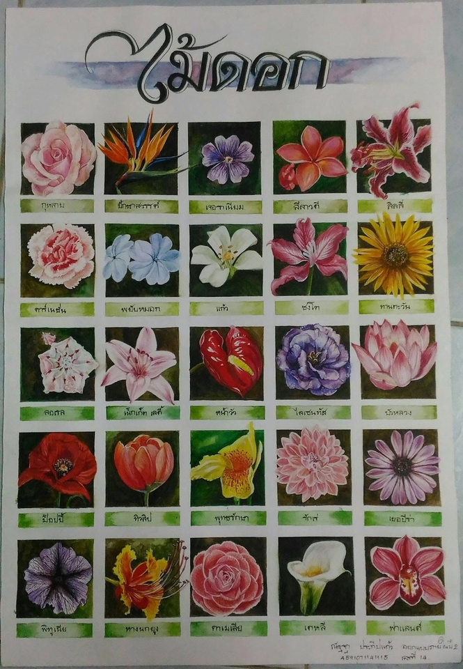 วาดภาพเหมือนดอกไม้ ภาพประกอบพรรณไม้ไทย