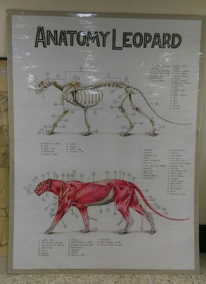 วาดภาพเหมือนสัตว์ Anatomy Leopard ภาพประกอบทางวิทยาศาสตร์