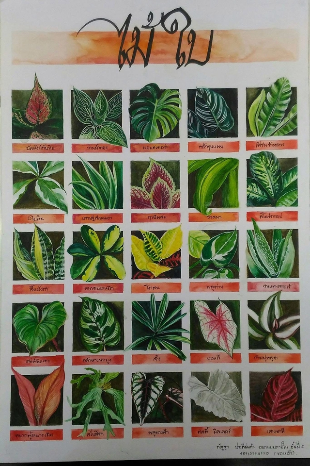 รับวาดภาพเหมือนพรรณไม้ ภาพสีน้ำ ลายเส้นสวยงาม