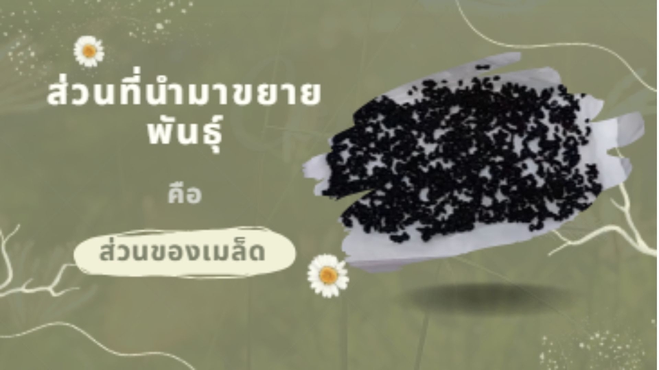 ทำ Canva - รับทำสไลด์ งานพรีเซนนำเสนอ canva - 6