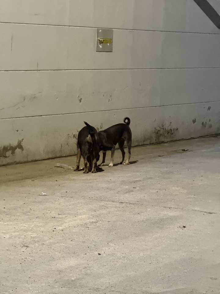 รับจ้างทำบุญออนไลน์ บริการทำบุญแทน ช่วยเหลือสัตว์จรจัด