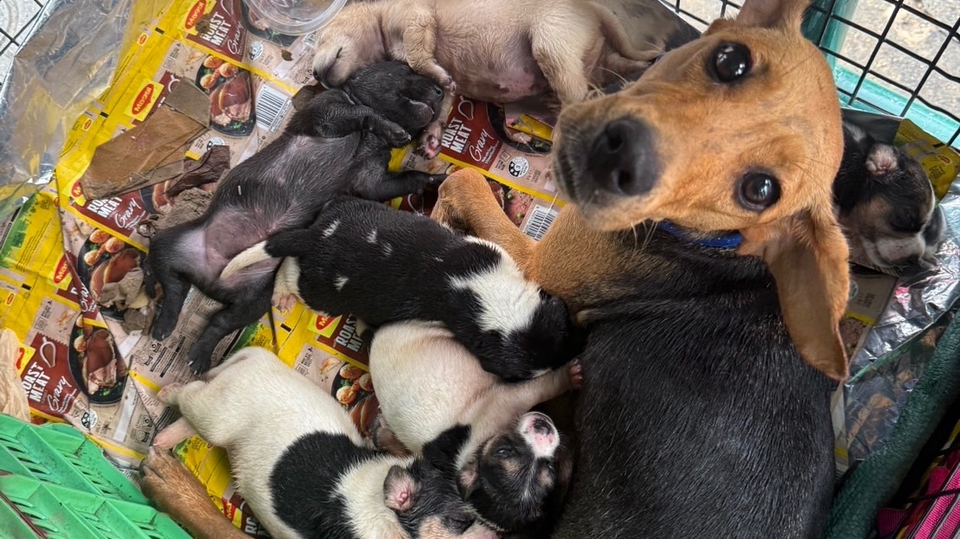 รับจ้างทำบุญออนไลน์ ช่วยเหลือสุนัขแม่ลูกอ่อน