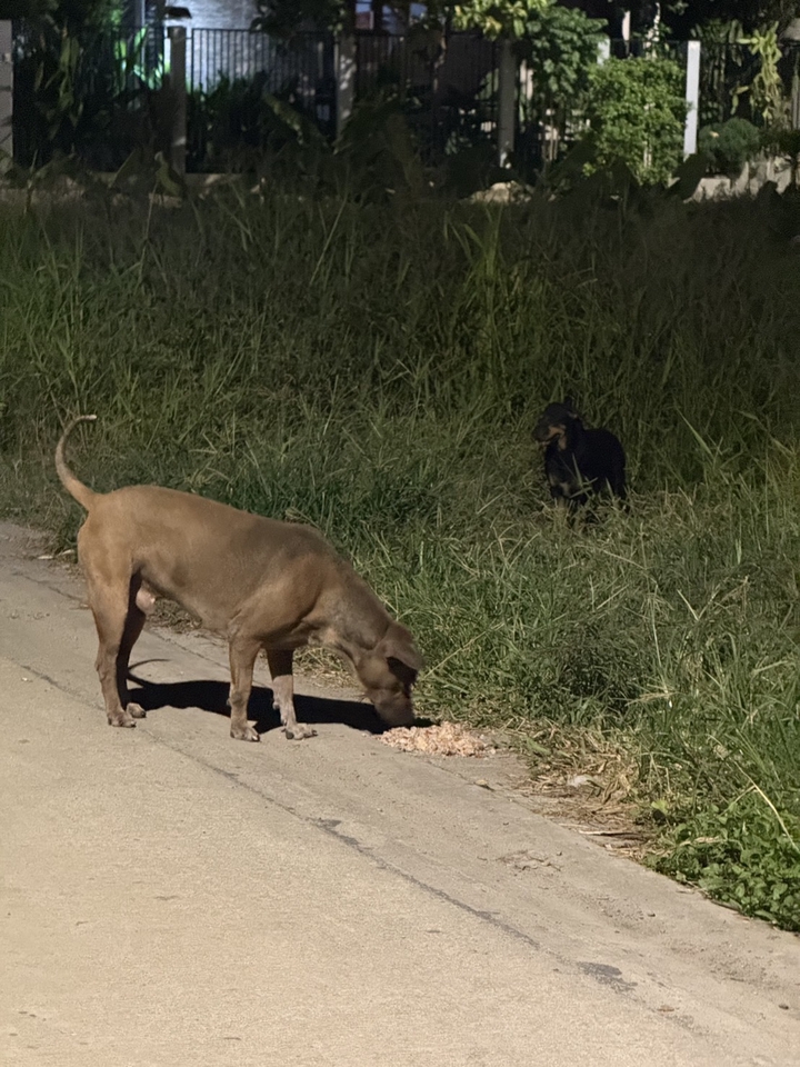 รับจ้างทำบุญใส่บาตรให้สุนัขจรจัด