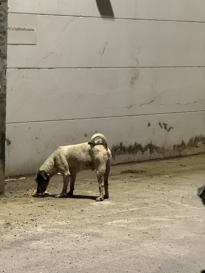 รับจ้างทำบุญออนไลน์ สุนัขจรจัด กำลังหาอาหาร