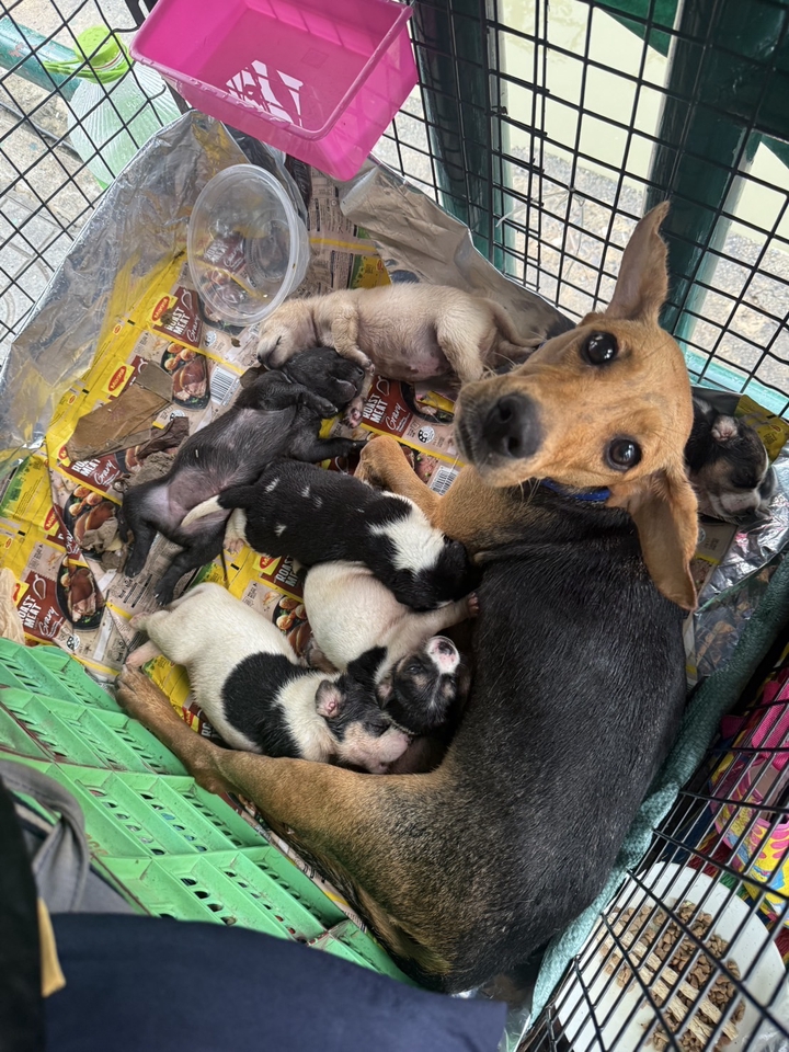 รับจ้างทำบุญออนไลน์ ช่วยเหลือสุนัขแม่ลูกอ่อน