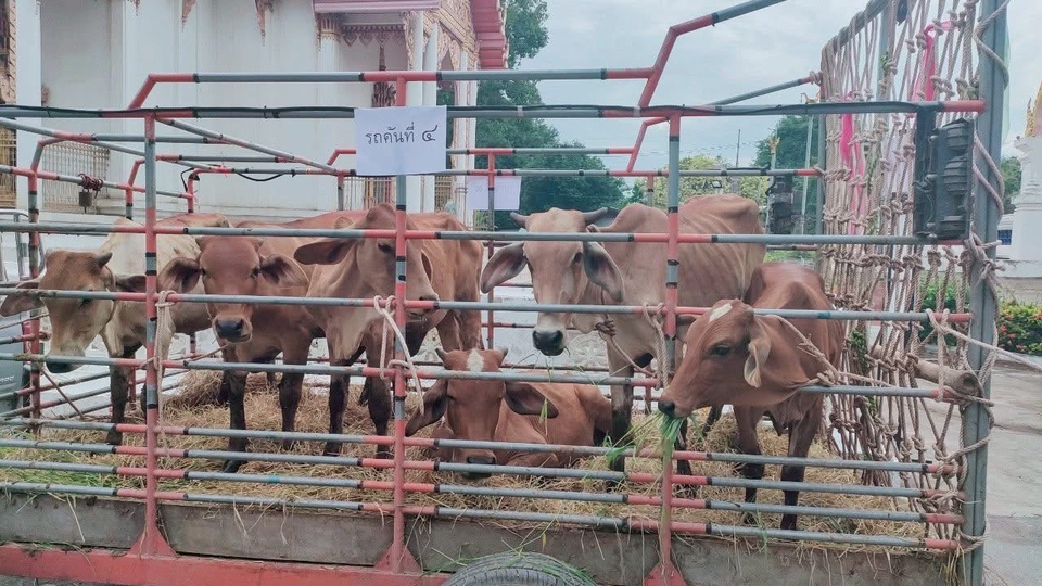 รับไถชีวิตโค -กระบือ ตัวละ 1*,000 ที่วัดเทพกุญชรวราราม หรือ มีส่วมร่วมในการไถชีวิต ทุกวันพระ