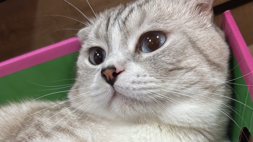 ให้อาหารแมว เล่นกับแมว เก็บขี้แมว